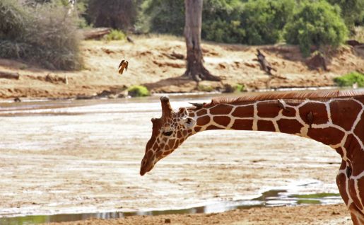 Girafe, Samburu national reserve, Kenya