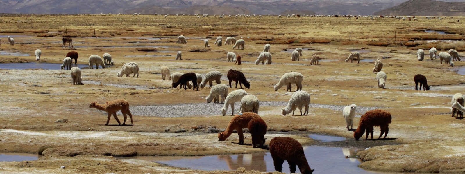Alpaga et lama,canyon de Colca, Pérou