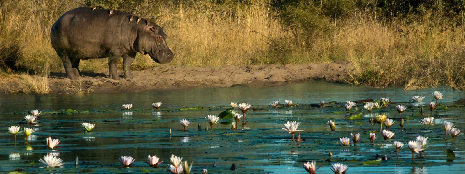 Hippopotames, Bande de Caprivi, Namibie
