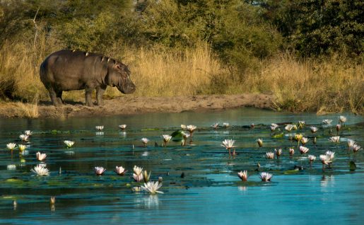 Hippopotames, Bande de Caprivi, Namibie