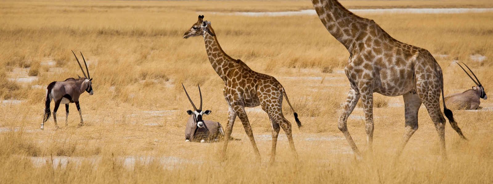 Girafes et antilopes, Etosha, Namibie