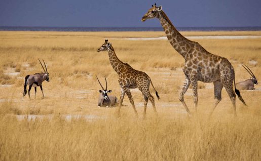 Girafes et antilopes, Etosha, Namibie