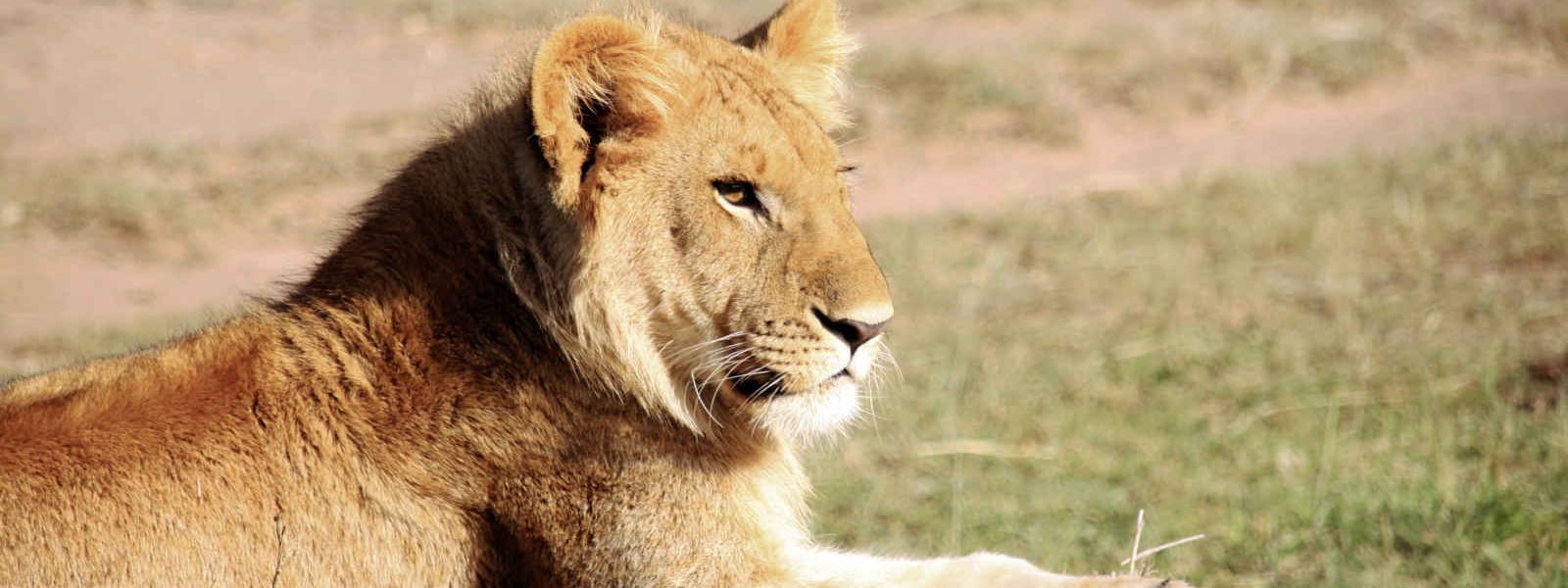 Lion, Kenya, Afrique