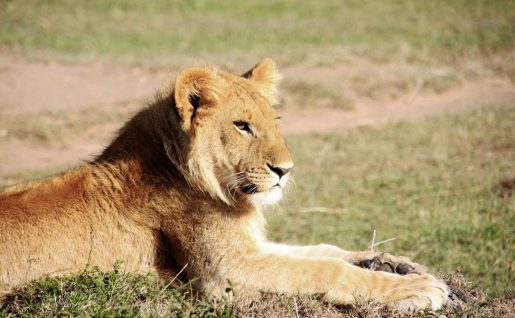 Lion, Kenya, Afrique