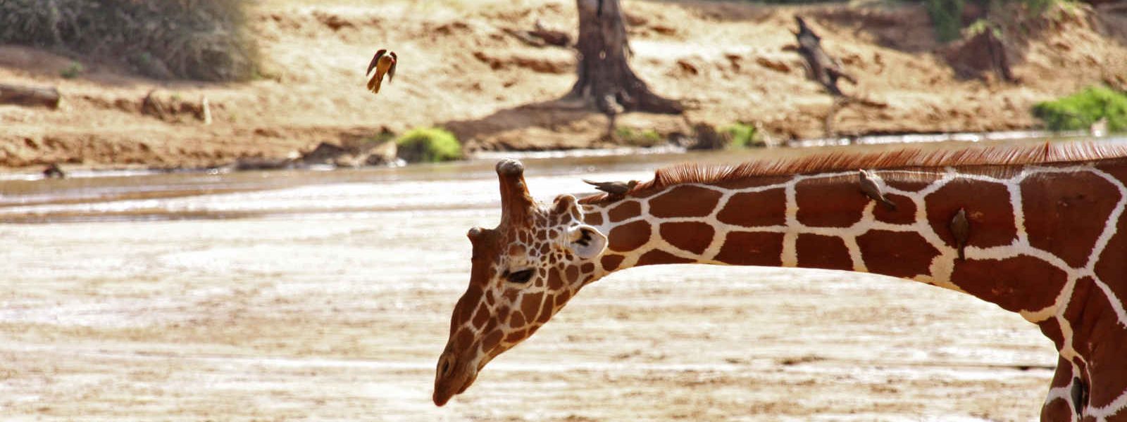 Girafe, Samburu national reserve, Kenya
