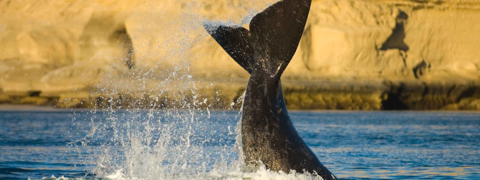 Baleine franche australe, péninsule Valdés, Argentine