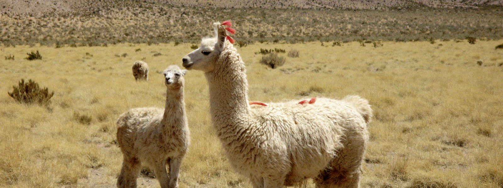Lama, région de Salta, Argentine