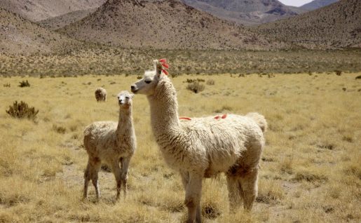 Lama, région de Salta, Argentine
