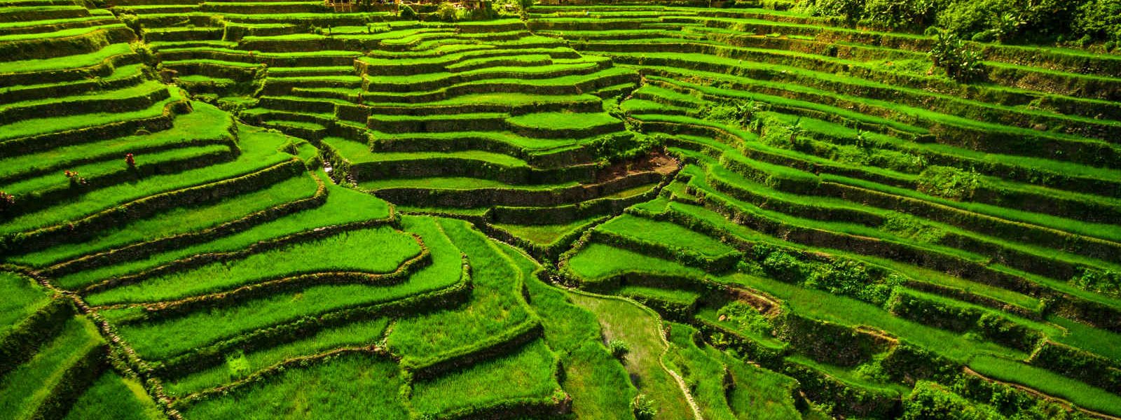 Rizières de Banaue, Ifuago, île de Luçon, Philippines