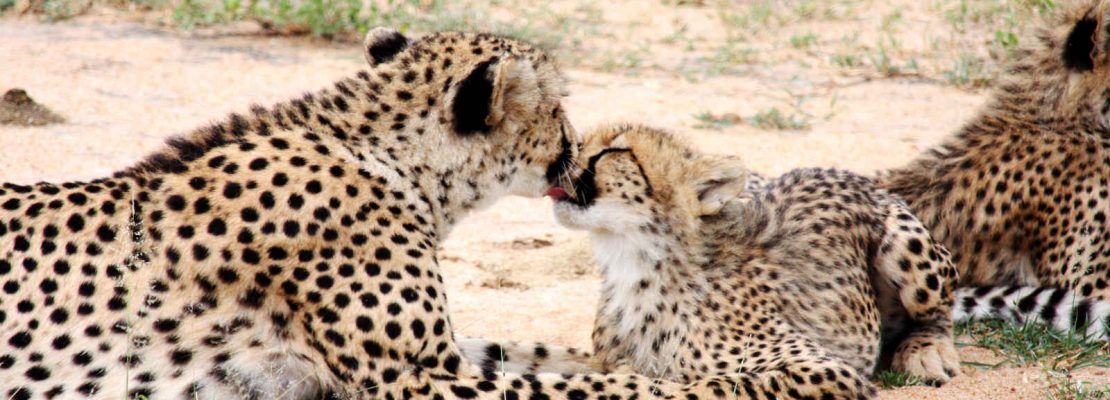 Guépards, réserve privée de Karongwe, zone du parc national Kruger, Limpopo, Afrique du Sud