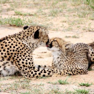 Guépards, réserve privée de Karongwe, zone du parc national Kruger, Limpopo, Afrique du Sud