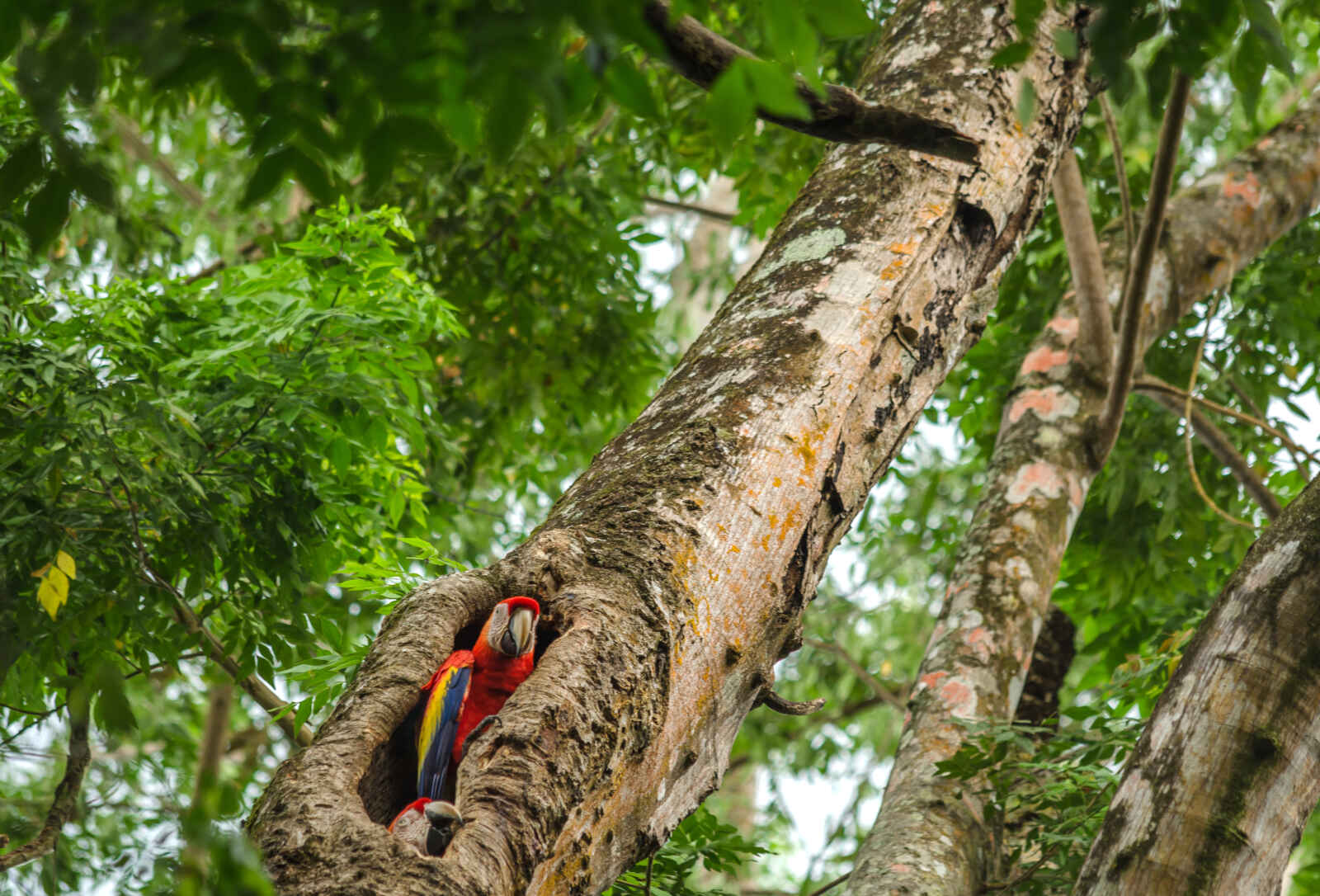 Parc tayrona, Colombie