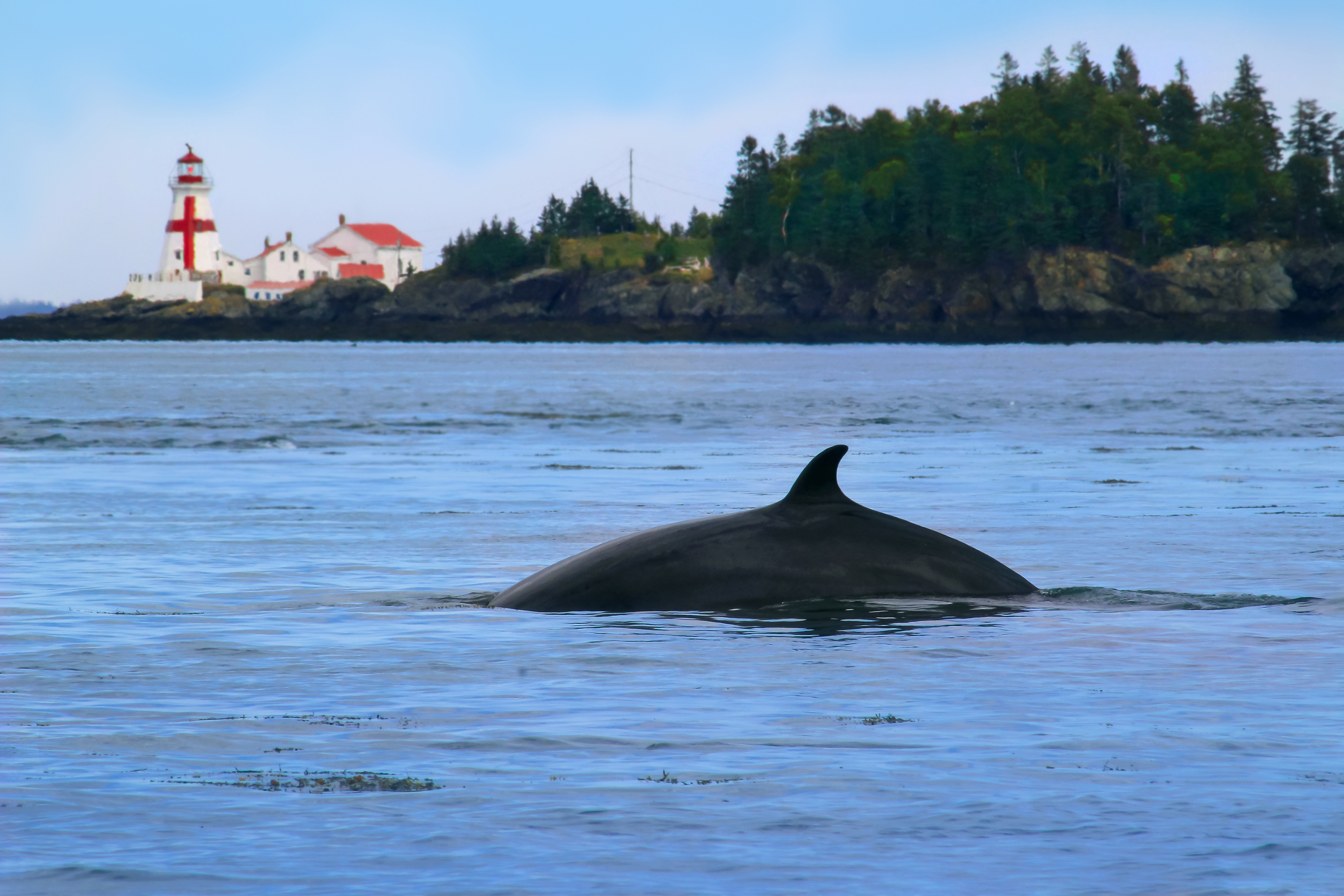 Baleine de Minke (ou petit rorqual) et phare de Head Harbour