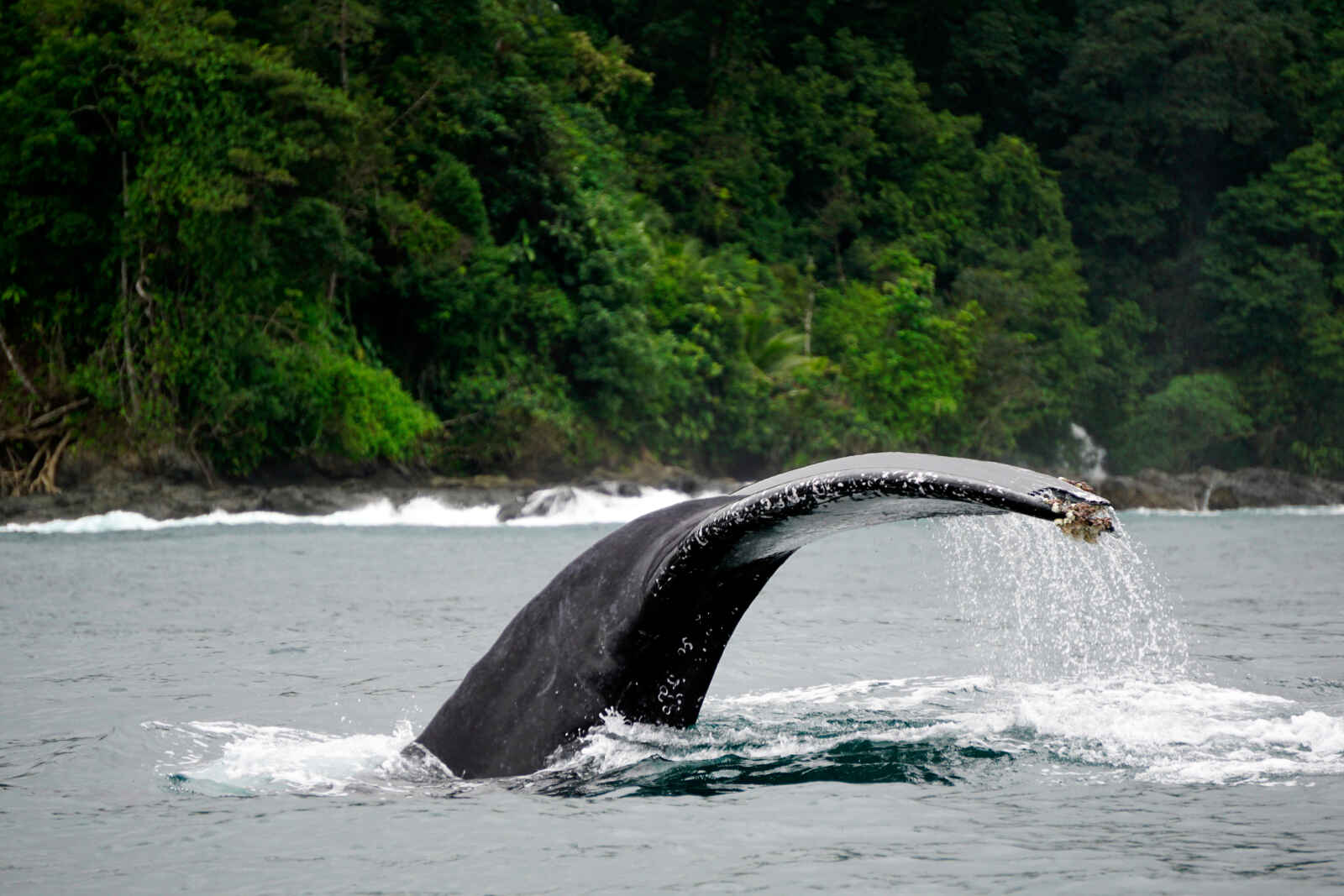 Baleine, Bahia Solano, Colombie