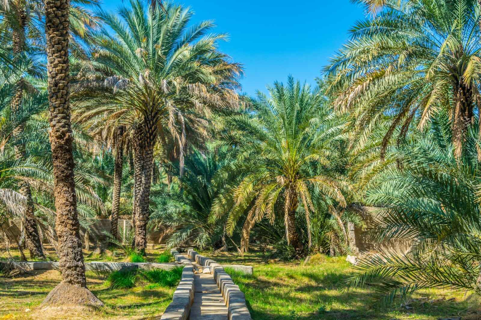 Oasis Al Ain, Abu Dhabi, Emirats Arabes Unis
