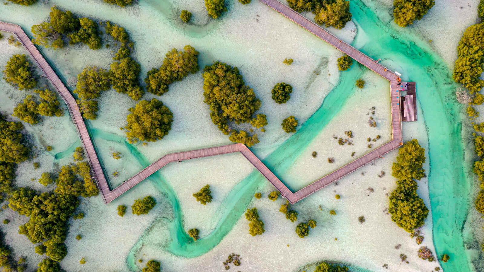 La mangrove d'Al Jubail, Abu Dhabi, Emirats Arabes Unis