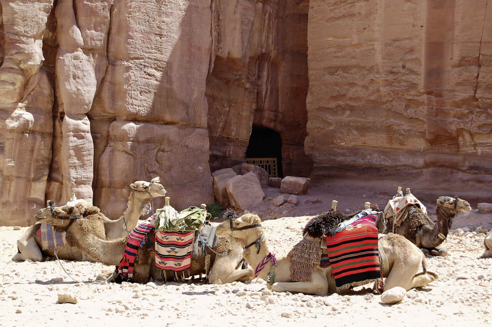 Camels resting, Petra
