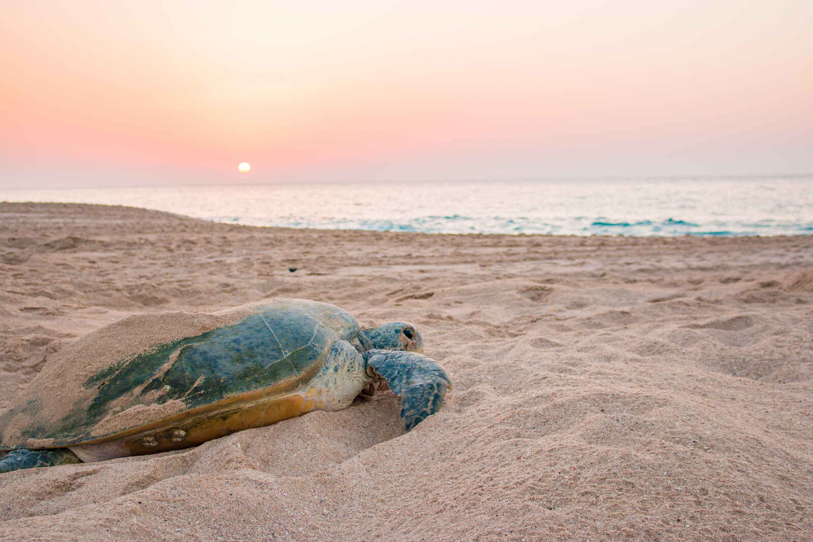 Lever du soleil sur la plage de la réserve de tortues Raz al Jinz à Sur, Sultanat d'Oman