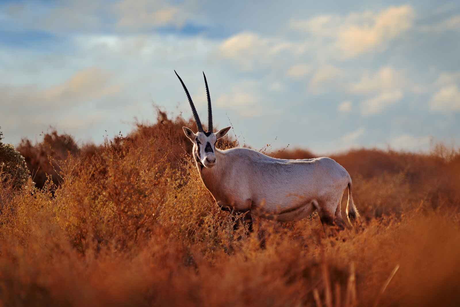 Oryx d'Arabie, réserve de Shaumari, Jordanie