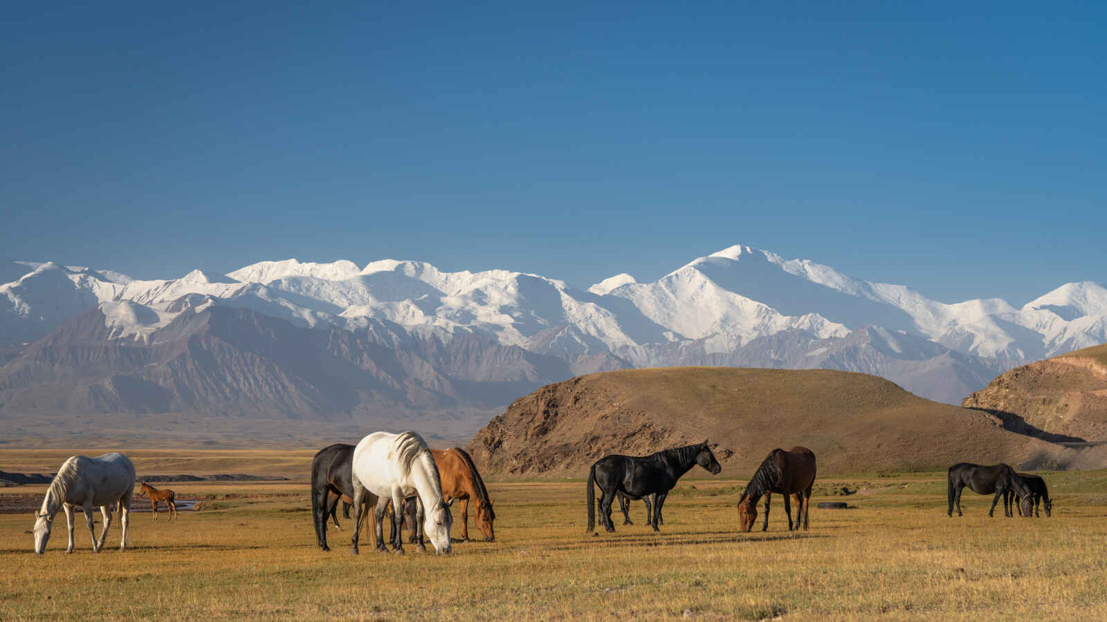 Chevaux et montagnes, Kirghizistan