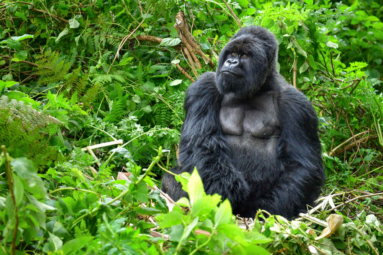 Gorille à dos argenté dans la forêt pluviale, Rwanda, Afrique