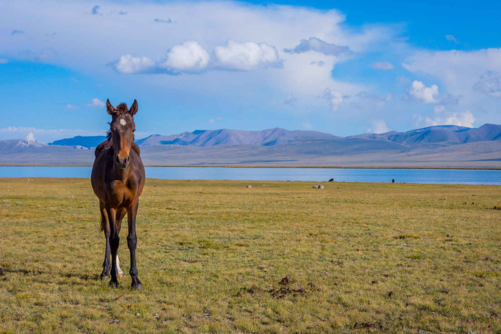 Cheval, Kirghizistan