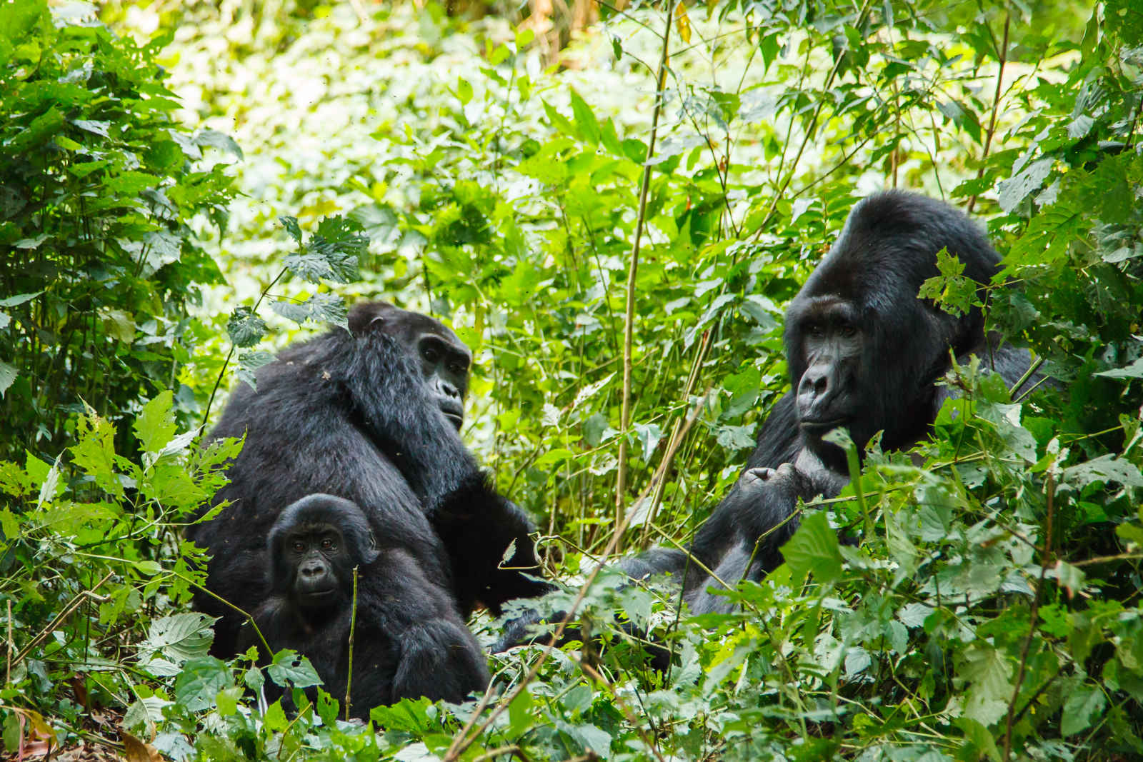 Gorilles Silverback, Rwanda