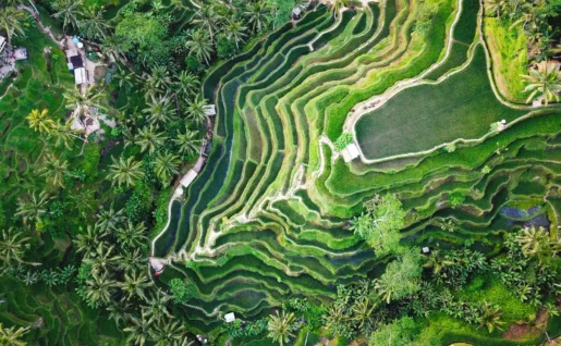 Vue aérienne, Rizière en terrasse, Ubud, Bali, Indonésie