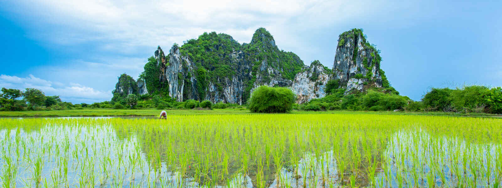 Rizière, Province de Kampot, Cambodia