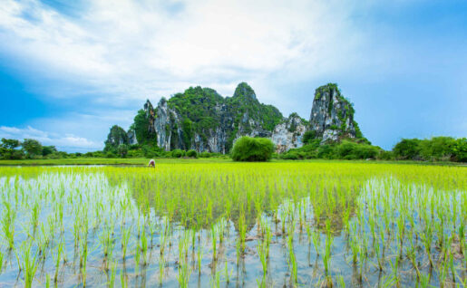 Rizière, Province de Kampot, Cambodia