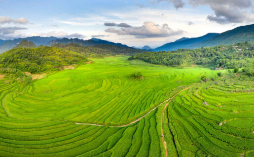 Rizières, Vietnam