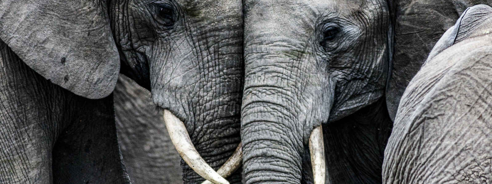 Eléphants