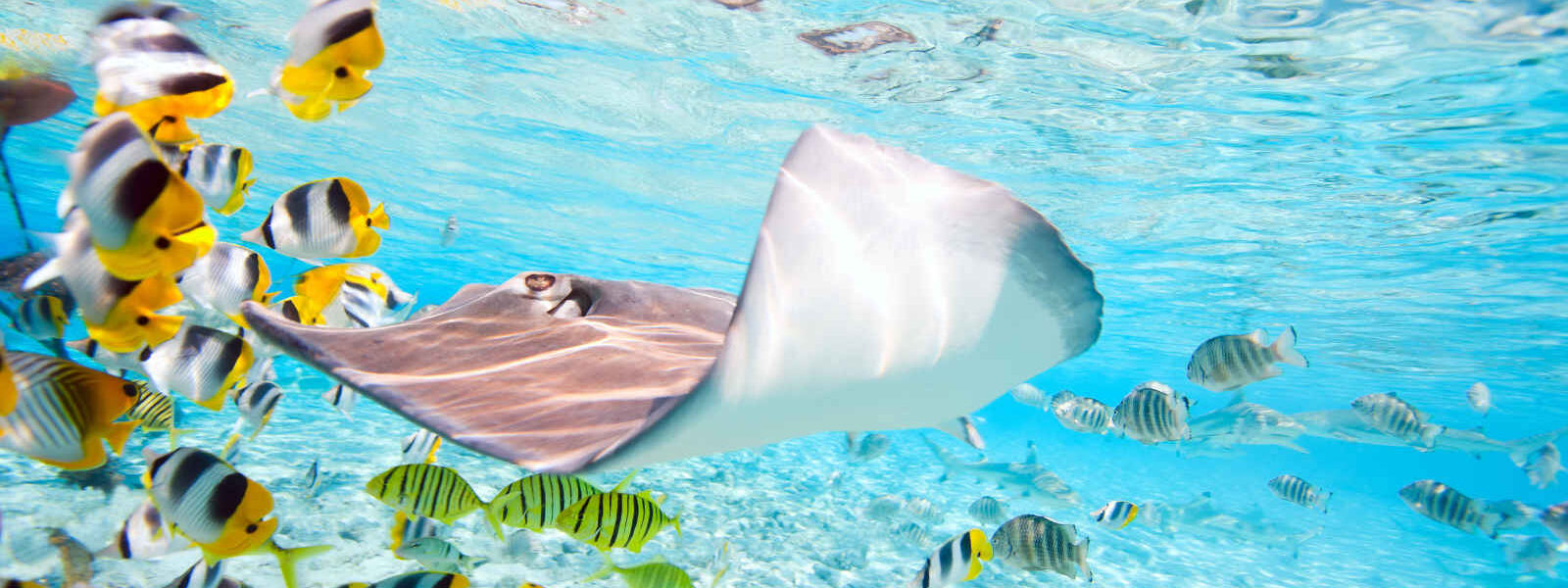 Vie sous-marine, poissons, raie, Polynésie française