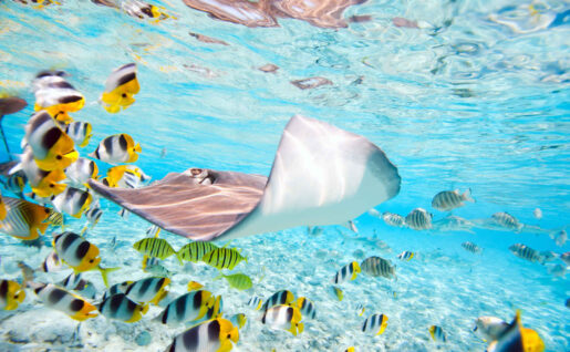 Vie sous-marine, poissons, raie, Polynésie française