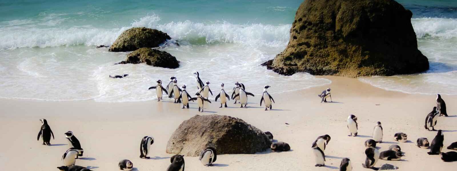 Manchots de Boulder Beach, Afrique du Sud