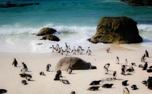 Manchots de Boulder Beach, Afrique du Sud