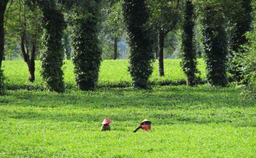 Plantations de thé, Hauts plateaux, Vietnam