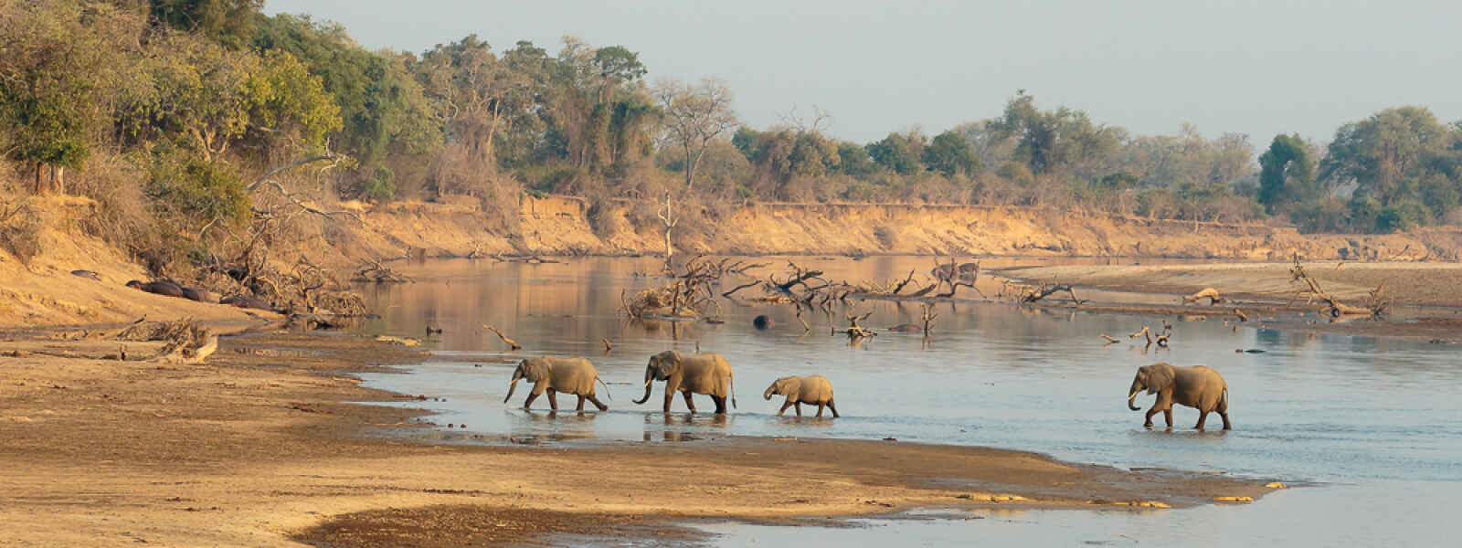 Éléphants dans la rivière de luangwa