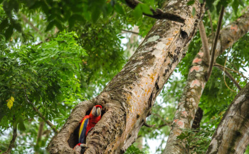 Ara, Forêt, Puerto Jimenez, Péninsule d'Osa, Costa Rica