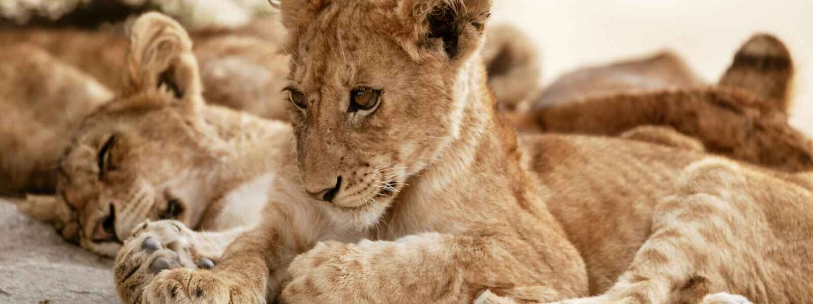 Lionceau, Parc National de Tarangire, Tanzanie