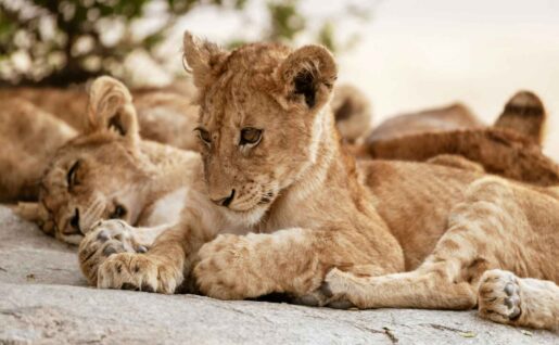 Lionceau, Parc National de Tarangire, Tanzanie