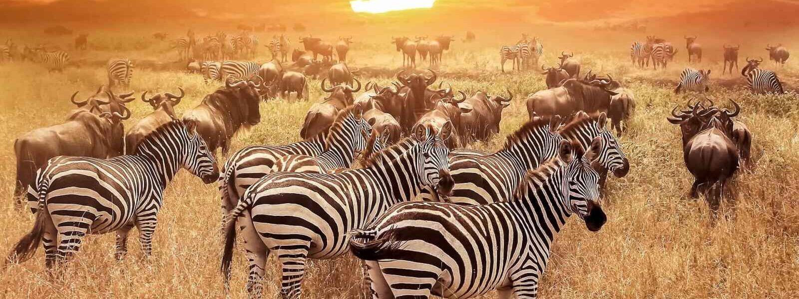 Migration, Parc National du Serengeti, Tanzanie