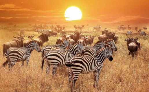 Migration, Parc National du Serengeti, Tanzanie