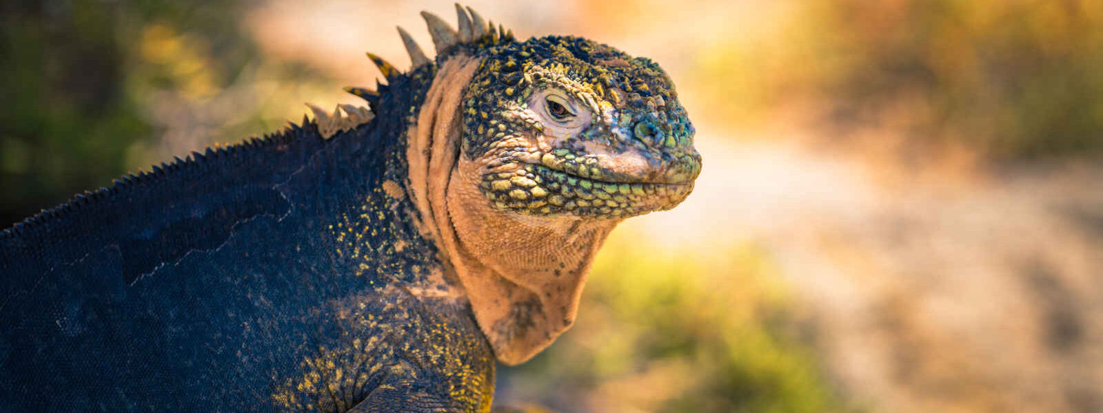 Iguane terrestre endémique, Plaza Sur l'île, Îles Galapagos, Equateur