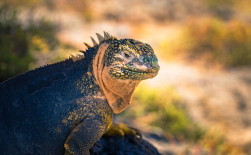 Iguane terrestre endémique, Plaza Sur l'île, Îles Galapagos, Equateur