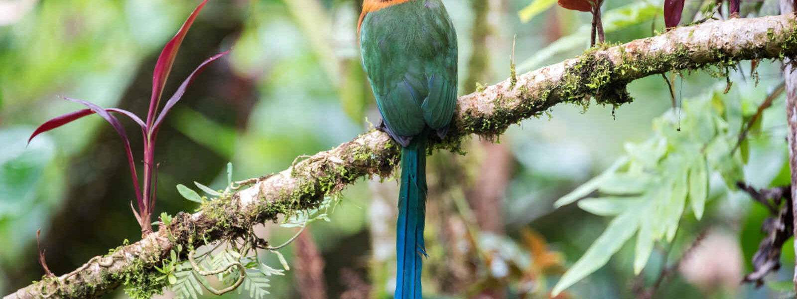 Oiseau Motmot roux, Equateur