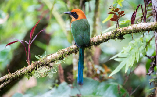Oiseau Motmot roux, Equateur