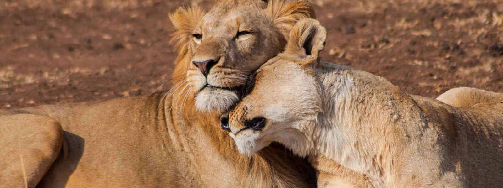 Couple de lions, Parc National de Tarangire, Tanzanie