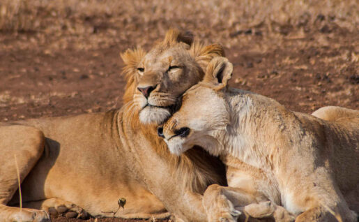 Couple de lions, Parc National de Tarangire, Tanzanie