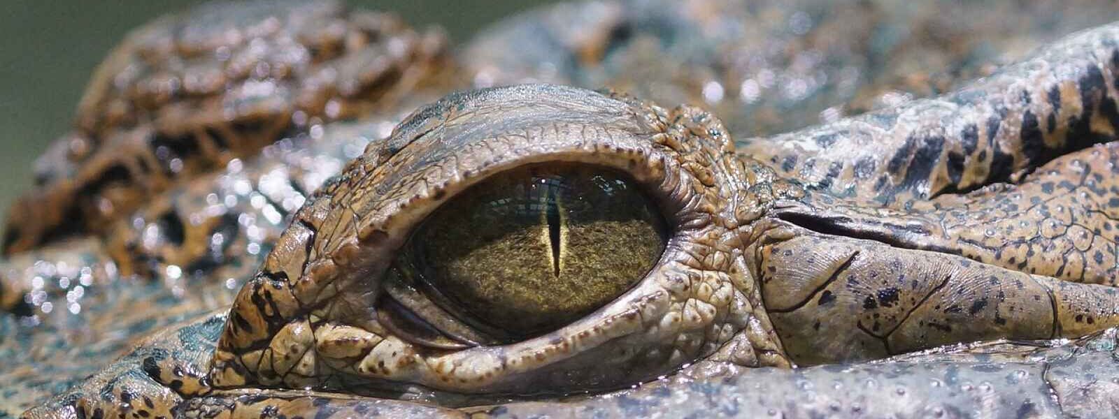 Œil d'un crocodile, Botswana